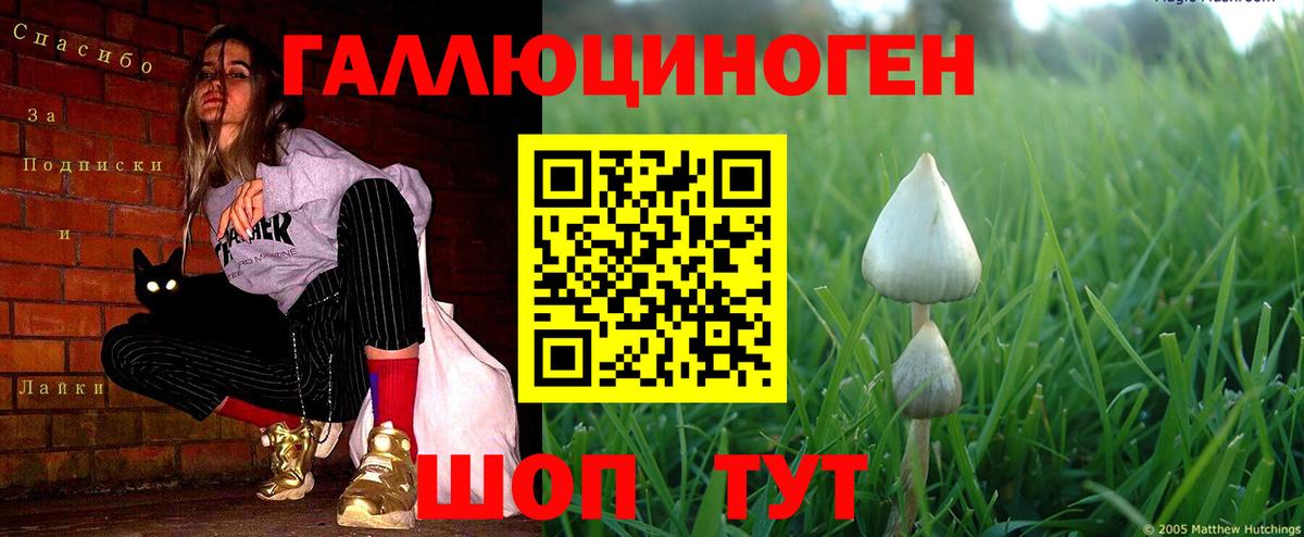 Псилоцибиновые грибы Psilocybine cubensis Михайловск